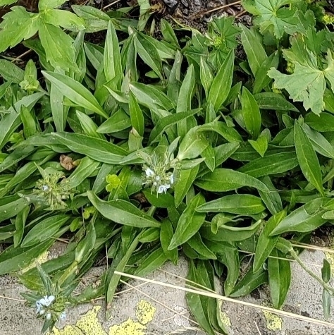 Veronica gentianoides, photograph 6