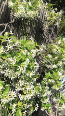 Trachelospermum jasminoides