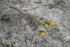 Solidago spathulata, photograph (c) Syd Cannings, some rights reserved (CC BY)