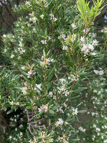coastal beard-heath