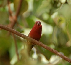 Lagonosticta senegala
