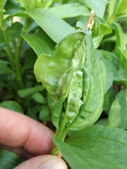 Caryocolum fischerella