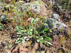 Cistanthe maritima