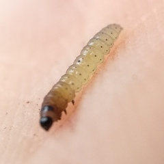 Caryocolum fischerella