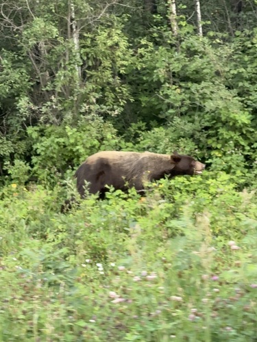 American Black Bear