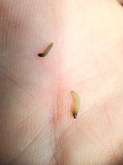 Caryocolum fischerella