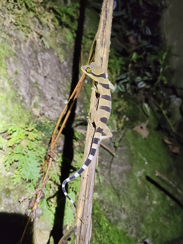 Cyrtodactylus pulchellus observed 2026-08-21