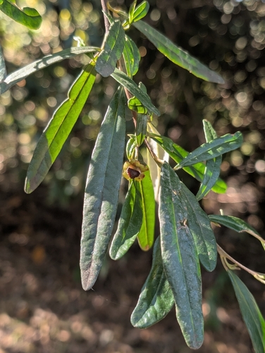 Beyeria lasiocarpa, 2026-08-22