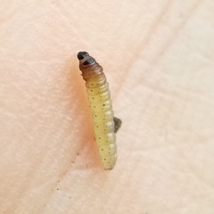 Caryocolum fischerella