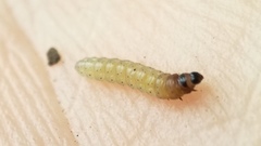 Caryocolum fischerella