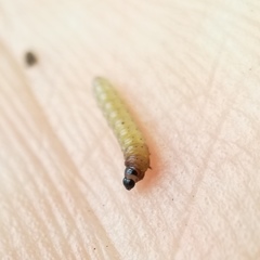 Caryocolum fischerella