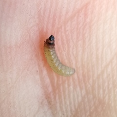 Caryocolum fischerella