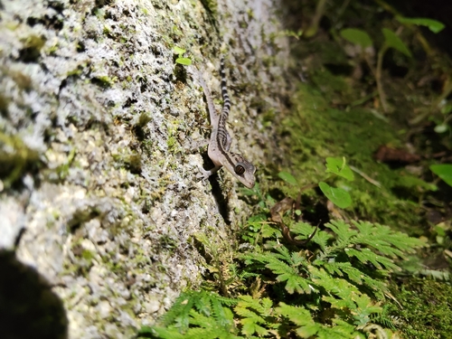 Cyrtodactylus quadrivirgatus, 2026-08-21