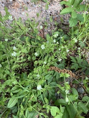 Moehringia trinervia