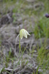 Fritillaria meleagroides