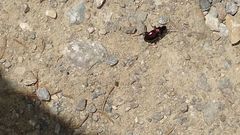 Pterostichus burmeisteri