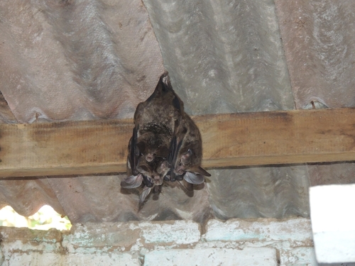 Big-eared Woolly Bat