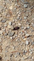 Pterostichus burmeisteri