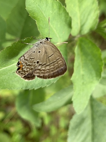 Plains Cupid