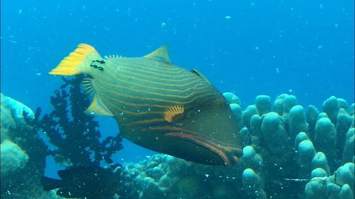 Orangestripe Triggerfish — seen at this dive site