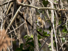 Pheugopedius rutilus