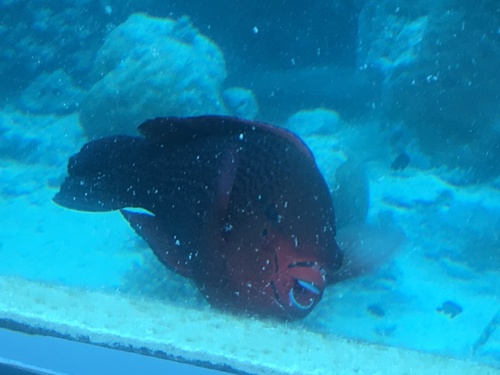 Swarthy Parrotfish — seen at this dive site