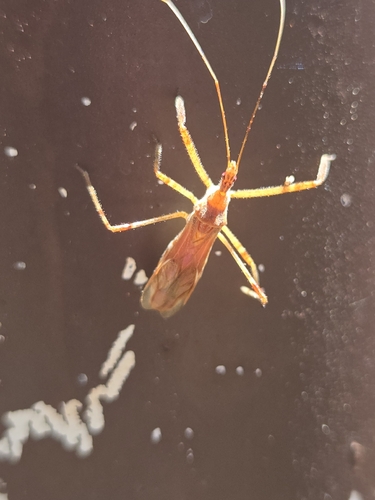 iNaturalist observation photo of Four-spurred Assassin Bug