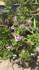 Pelargonium graveolens