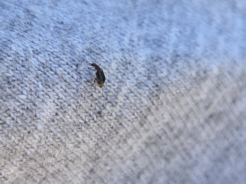 iNaturalist observation photo of Beetles