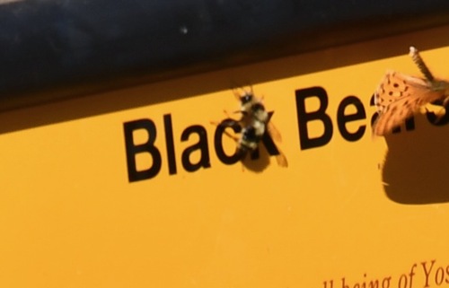 iNaturalist observation photo of Bumble Bees
