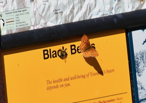 iNaturalist observation photo of Mormon Fritillary