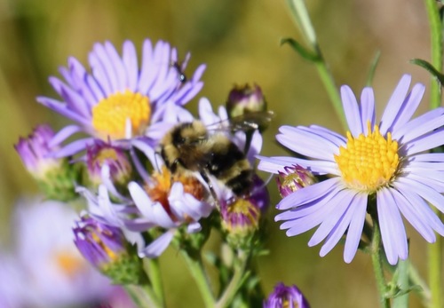 iNaturalist observation photo of Vancouver Bumble Bee