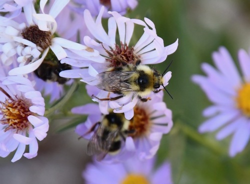 iNaturalist observation photo of Vancouver Bumble Bee