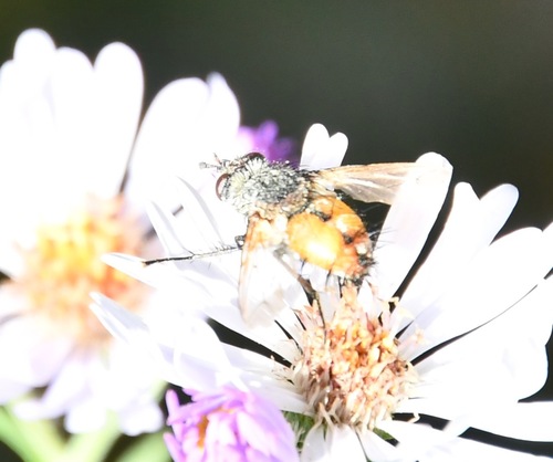 iNaturalist observation photo of Protodejeania