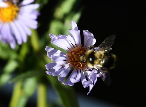 iNaturalist observation photo of Vancouver Bumble Bee