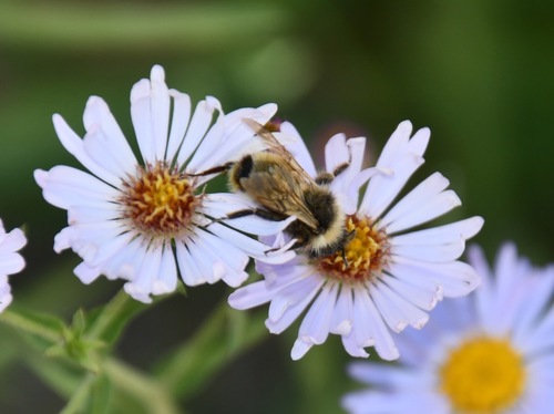iNaturalist observation photo of Indiscriminate Cuckoo Bumble Bee