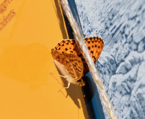 iNaturalist observation photo of Great Basin Fritillary