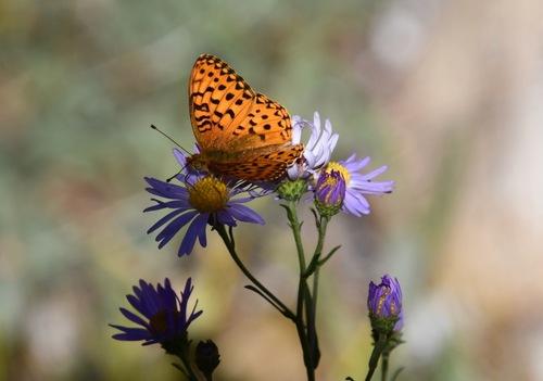 iNaturalist observation photo of Mormon Fritillary