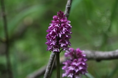 Orchis × hybrida