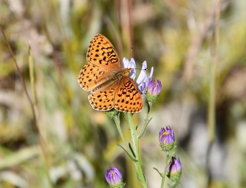 iNaturalist observation photo of Mormon Fritillary
