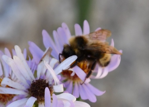 iNaturalist observation photo of Indiscriminate Cuckoo Bumble Bee