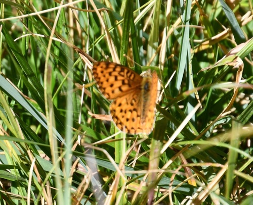 iNaturalist observation photo of Mormon Fritillary