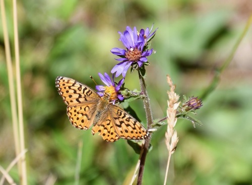 iNaturalist observation photo of Mormon Fritillary