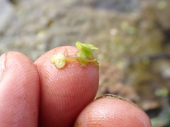 Lemna disperma