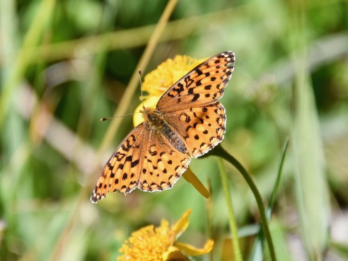 iNaturalist observation photo of Mormon Fritillary