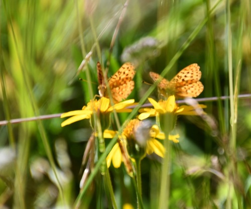 iNaturalist observation photo of Mormon Fritillary