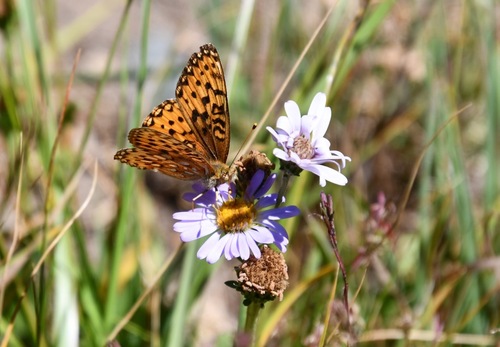 iNaturalist observation photo of Mormon Fritillary