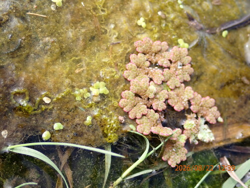 Lemna disperma, photograph 1
