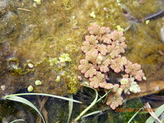 Lemna disperma, photograph (c) Arnim Littek, some rights reserved (CC BY)