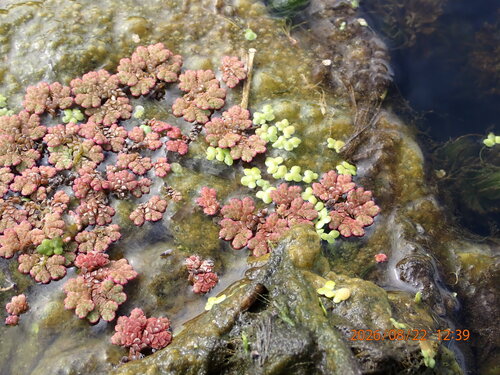 Lemna disperma, photograph 2